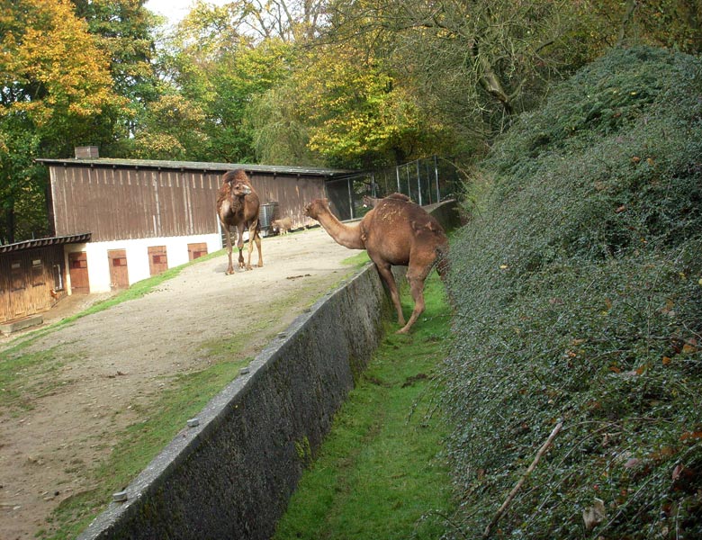 Dromedar im Zoologischen Garten Wuppertal im Oktober 2008