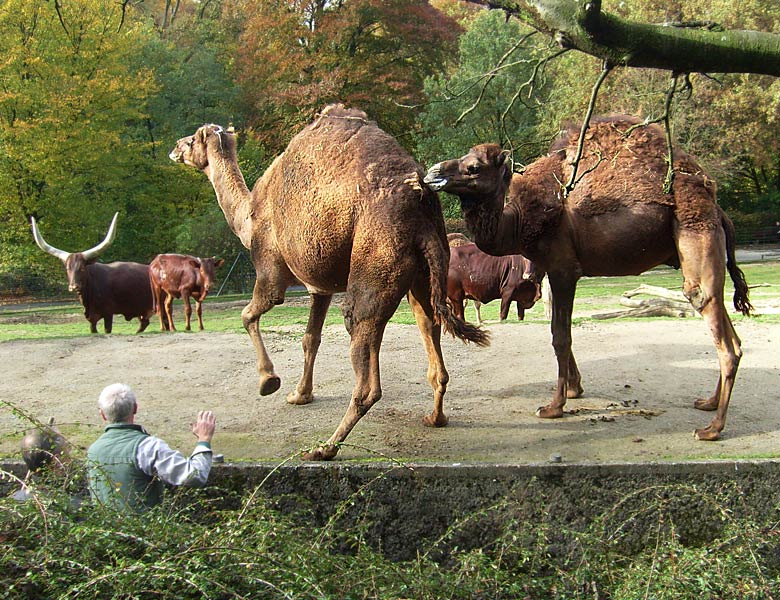 Dromedare im Wuppertaler Zoo im Oktober 2008