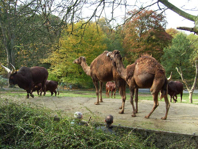 Dromedar im Zoo Wuppertal im Oktober 2008