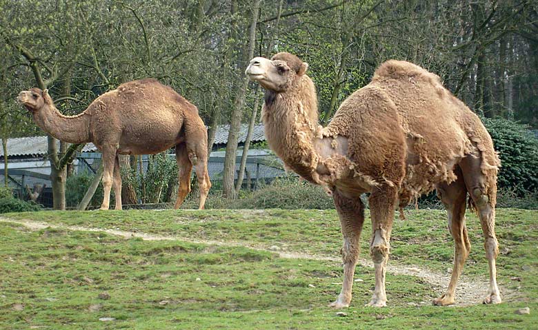 Dromedare im Wuppertaler Zoo im April 2008