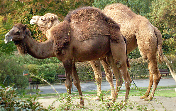 Zwei Dromedare im Wuppertaler Zoo im Oktober 2008