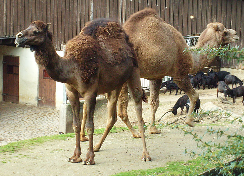 Dromedare im Zoologischen Garten Wuppertal im November 2008