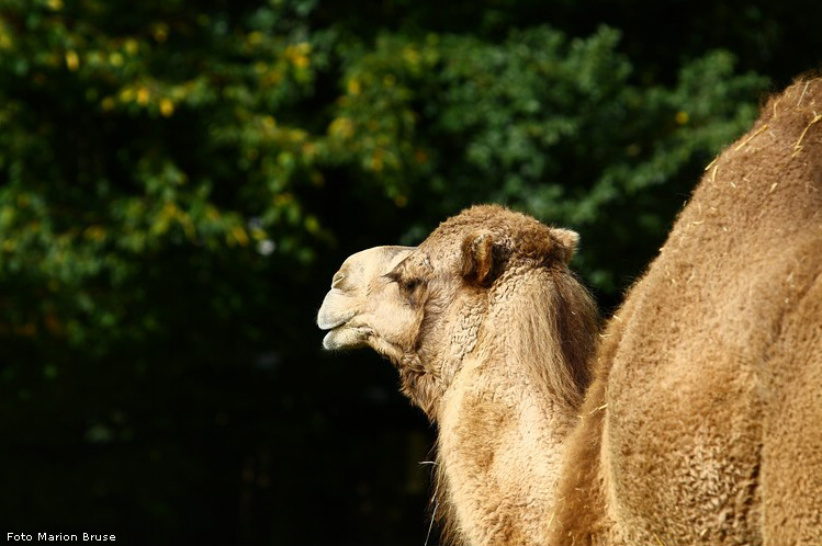 Dromedar im Zoo Wuppertal im Oktober 2008 (Foto Marion Bruse)