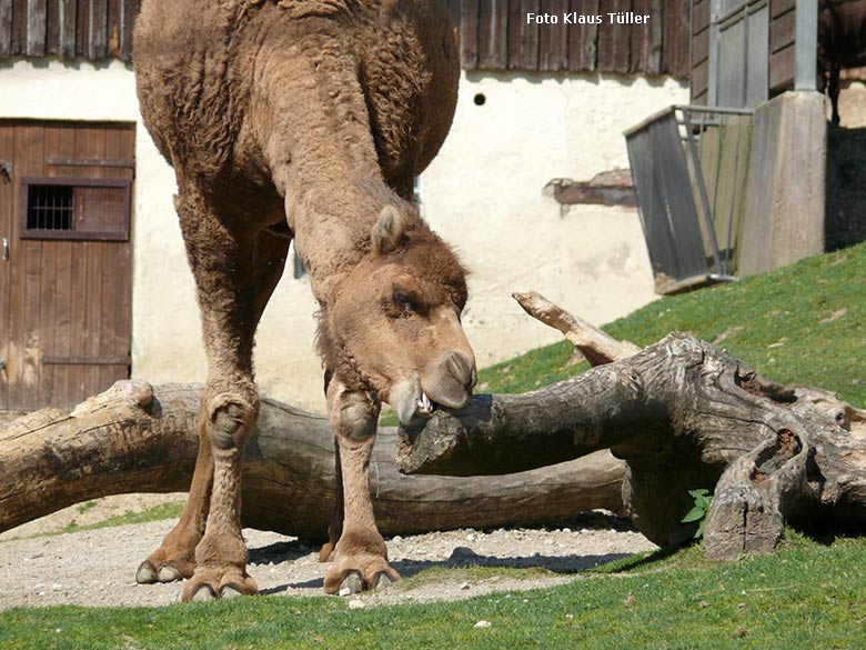 Dromedar am 6. August 2009 auf der Afrika-Anlage im Zoologischen Garten Wuppertal (Foto Klaus Tüller)