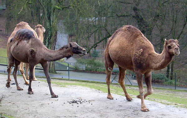 Dromedare (Camelus dromedarius domestica) im Wuppertaler Zoo im Januar 2009
