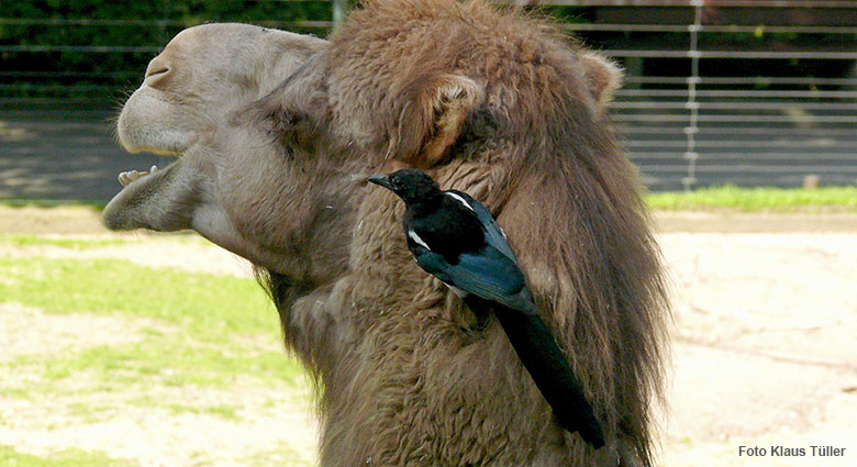 Elster auf einem Dromedar am 21. August 2010 auf der Afrika-Anlage im Zoologischen Garten der Stadt Wuppertal (Foto Klaus Tüller)