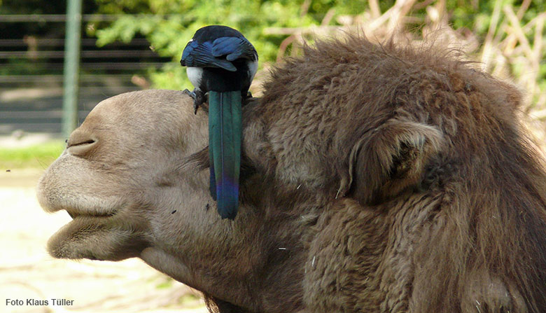 Elster auf einem Dromedar am 21. August 2010 auf der Afrika-Anlage im Wuppertaler Zoo (Foto Klaus Tüller)