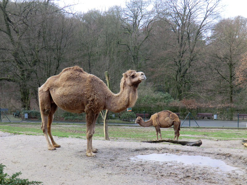 Dromedare im Wuppertaler Zoo am 14. Januar 2012