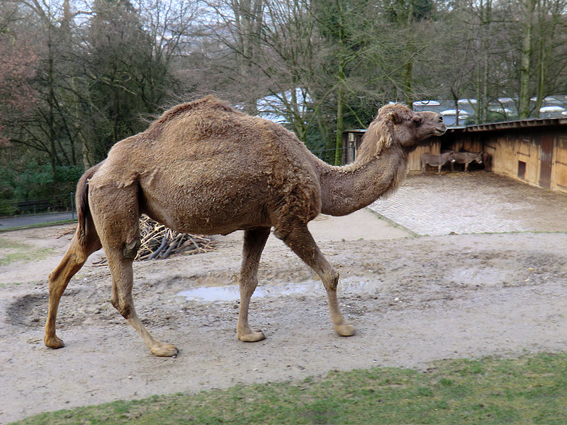 Dromedar im Zoo Wuppertal am 14. Januar 2012