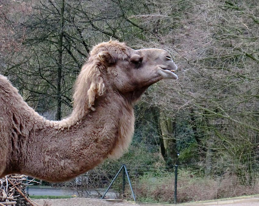 Dromedar im Zoologischen Garten Wuppertal am 14. Januar 2012