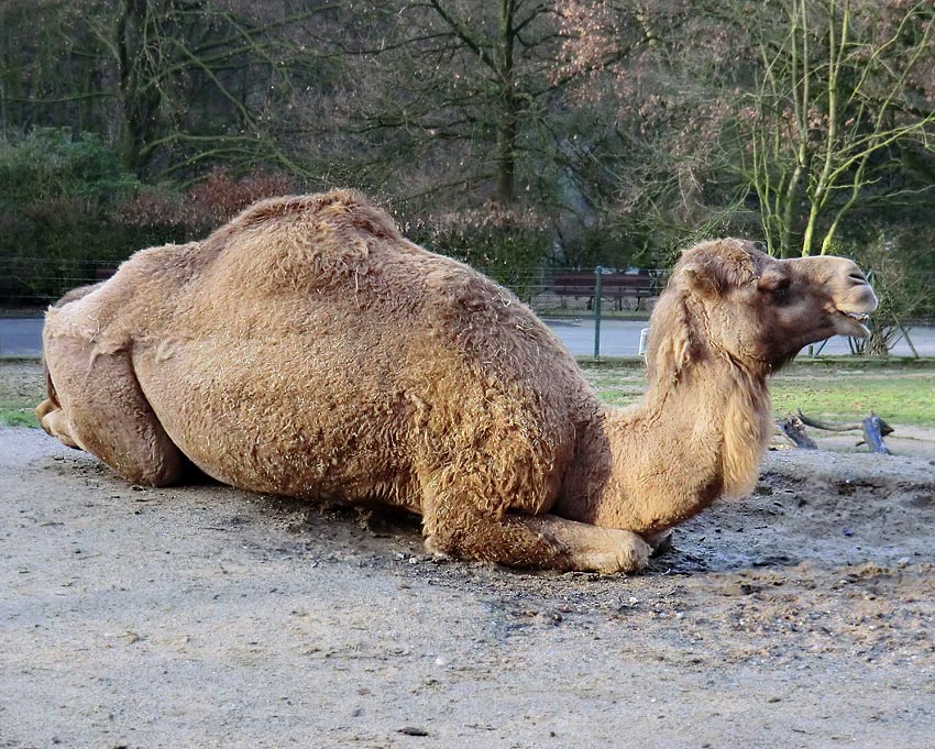 Dromedar im Zoo Wuppertal am 15. Januar 2012