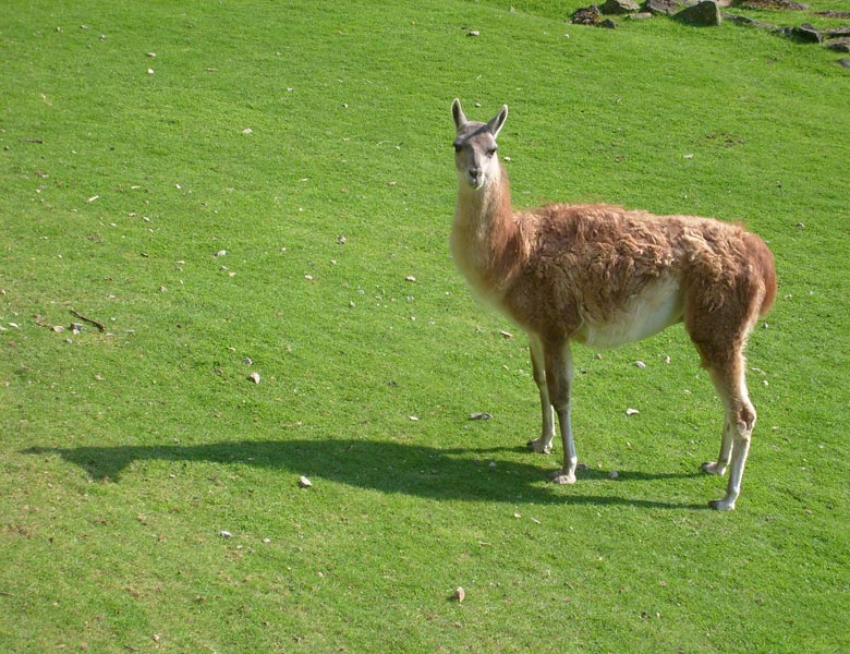 Guanako im Zoologischen Garten Wuppertal im August 2008