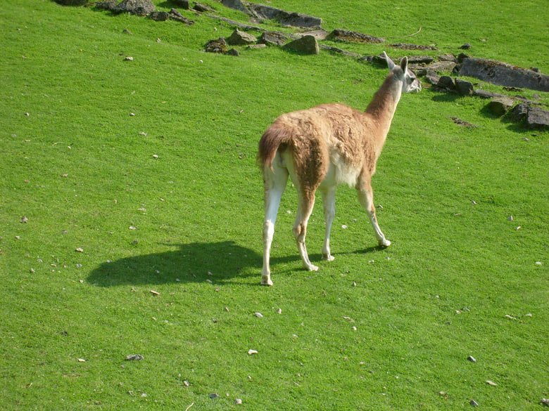 Guanako im Zoo Wuppertal im August 2008