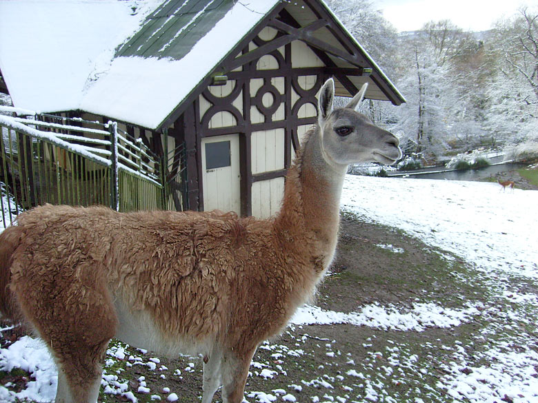 Guanako im Zoologischen Garten Wuppertal im November 2008