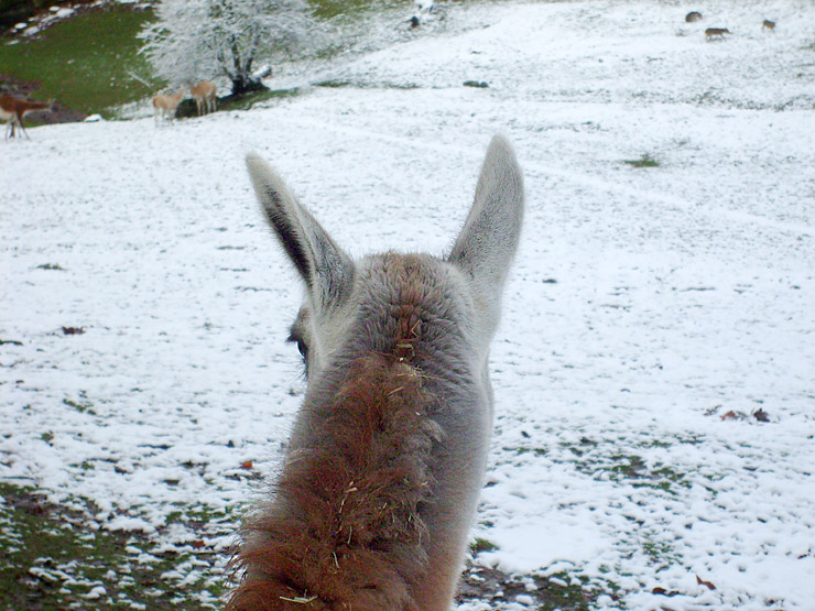 Guanako im Wuppertaler Zoo im November 2008