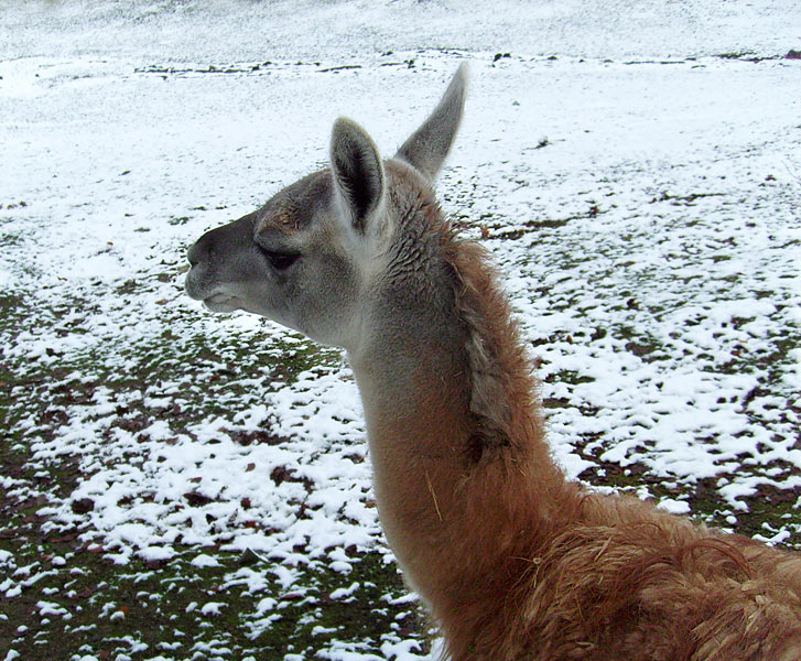 Guanako im Zoo Wuppertal im November 2008