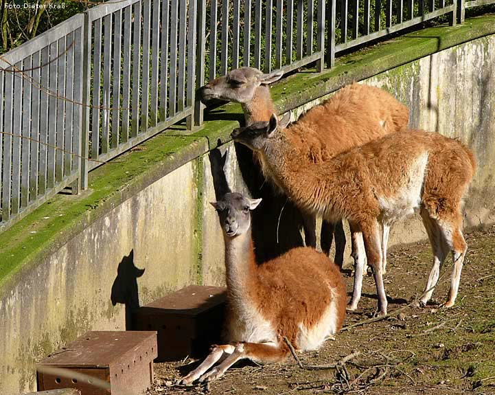 Guanakos im Wuppertaler Zoo 2008 (Foto Dieter Kraß)