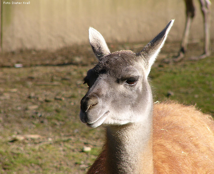 Guanako im Wuppertaler Zoo 2008 (Foto Dieter Kraß)