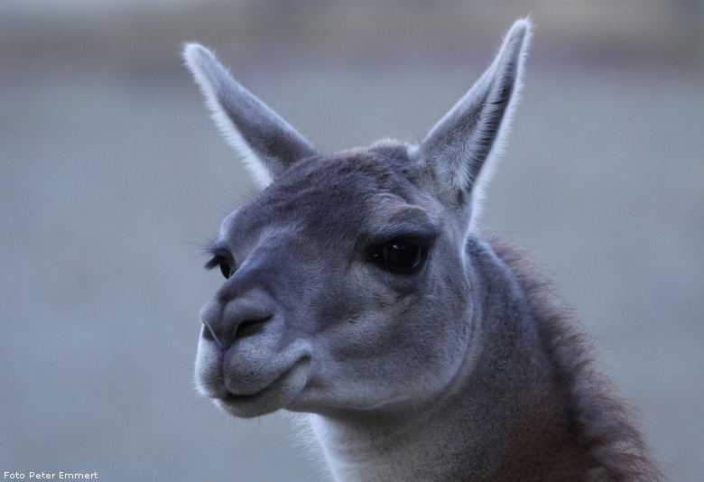 Guanako im Wuppertaler Zoo im Dezember 2008 (Foto Peter Emmert)