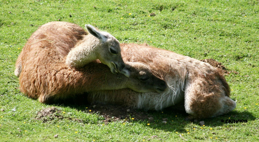 Guanakos im Zoo Wuppertal im Juni 2012 (Foto UGW)