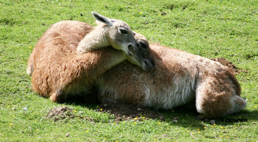 Guanakos im Zoologischen Garten Wuppertal im Juni 2012 (Foto UGW)