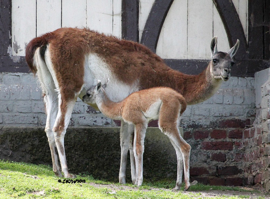 Guanako Mutter mit Jungtier im Zoo Wuppertal im Juni 2012 (Foto UGW)