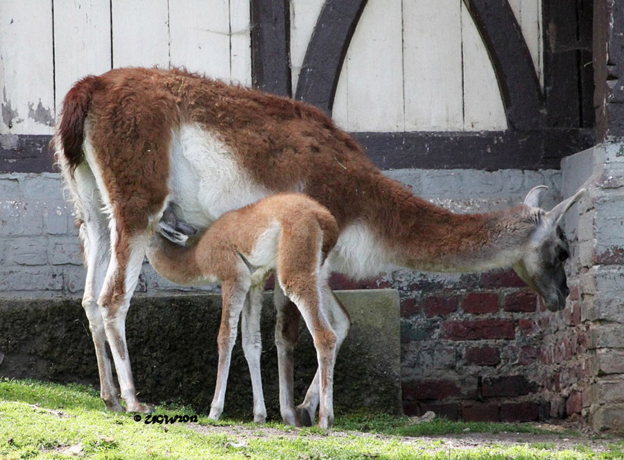 Guanako Jungtier am Säugen im Zoologischen Garten Wuppertal im Juni 2012 (Foto UGW)