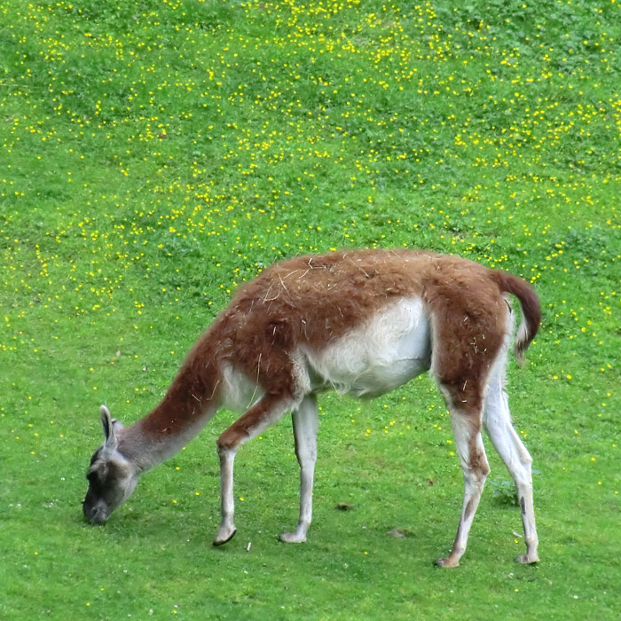 Guanako im Wuppertaler Zoo im Juli 2012