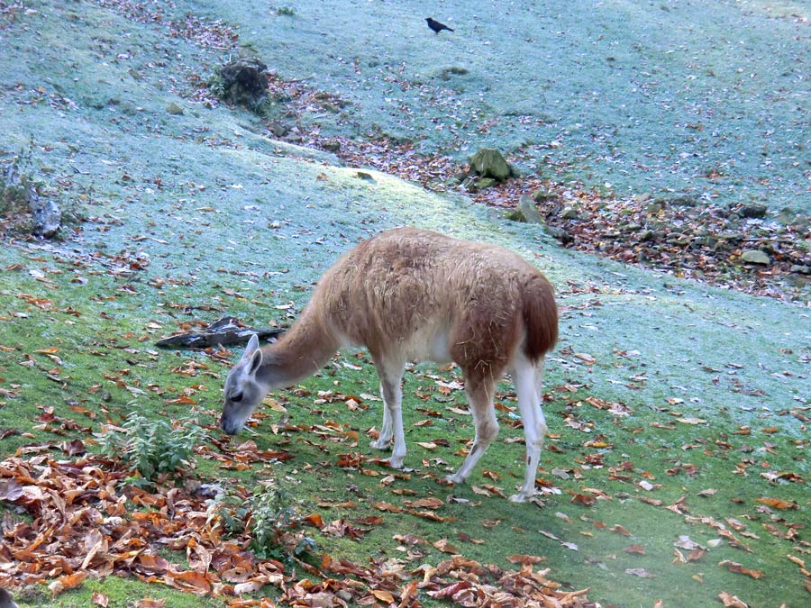 Guanako im Zoo Wuppertal im Oktober 2012