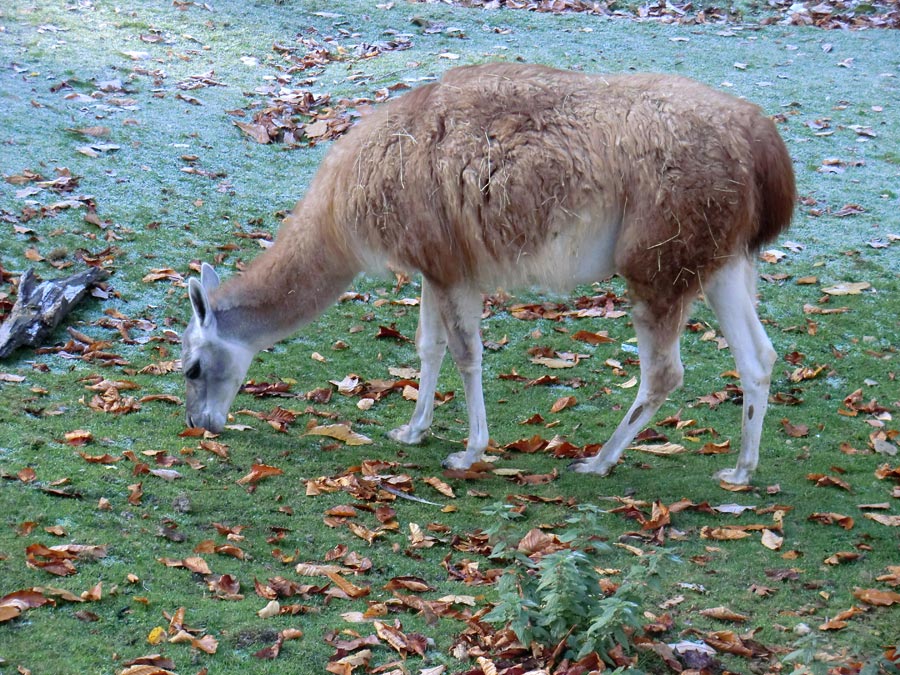 Guanako im Wuppertaler Zoo im Oktober 2012