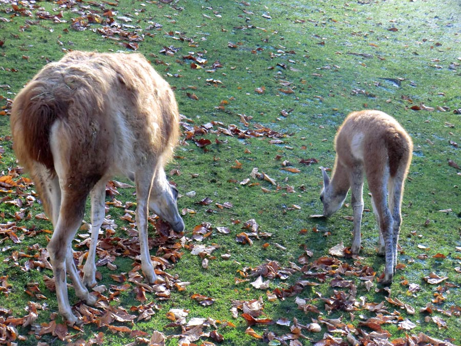 Guanakos im Zoo Wuppertal im Oktober 2012