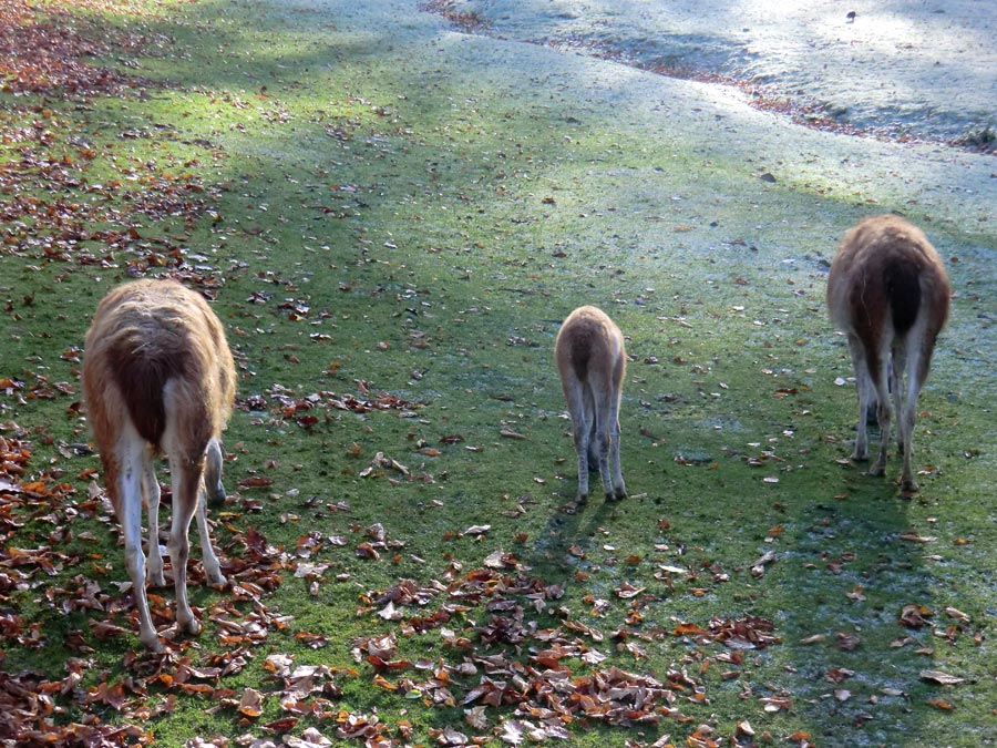 Guanakos im Wuppertaler Zoo im Oktober 2012