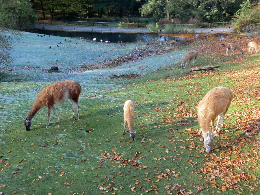 Guanakos im Zoo Wuppertal im Oktober 2012