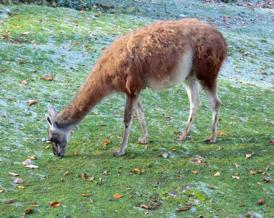 Guanako im Wuppertaler Zoo im Oktober 2012