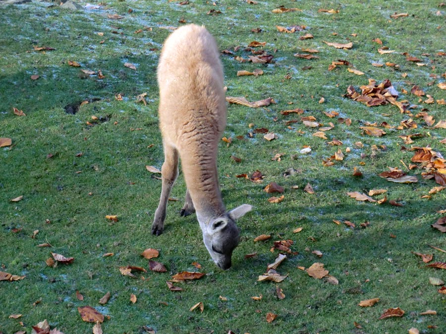 Guanako im Zoo Wuppertal im Oktober 2012