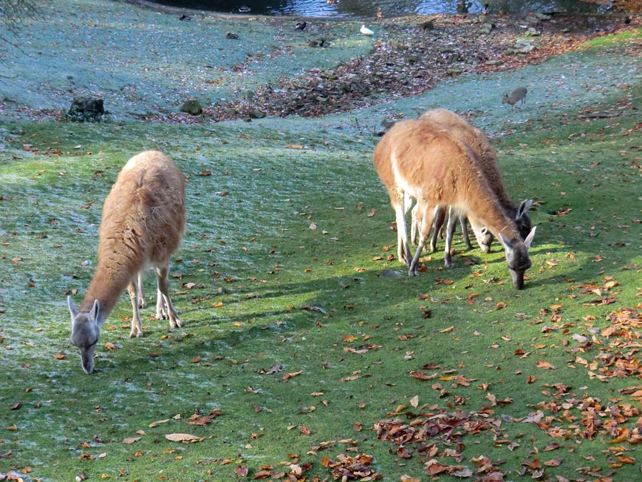 Guanakos im Wuppertaler Zoo im Oktober 2012