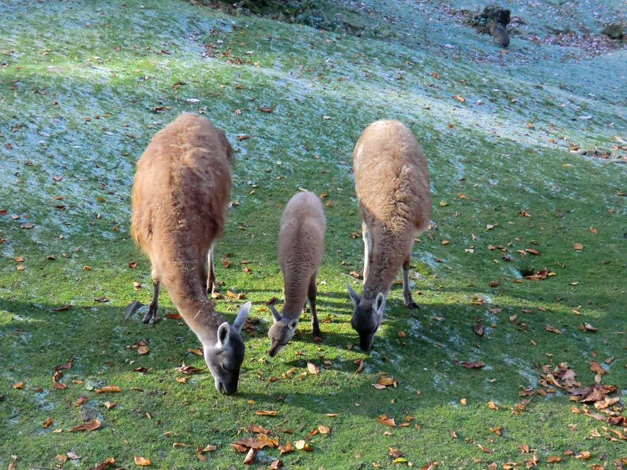 Guanakos im Zoo Wuppertal im Oktober 2012