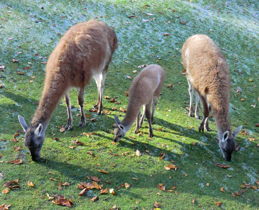 Guanakos im Zoologischen Garten Wuppertal im Oktober 2012