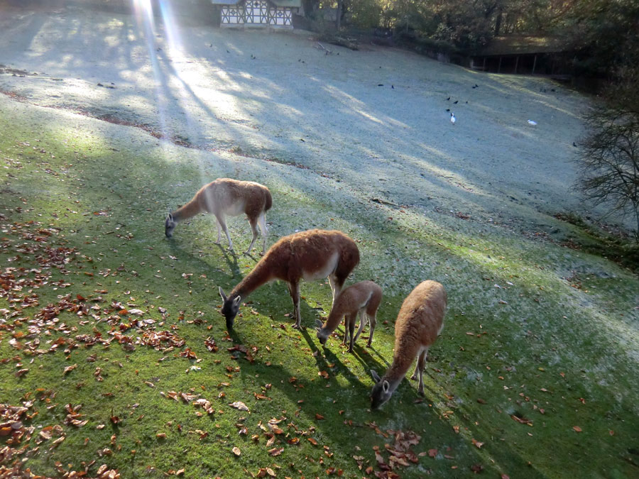 Guanakos im Zoo Wuppertal im Oktober 2012