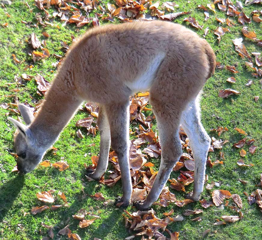 Guanako im Zoo Wuppertal im Oktober 2012