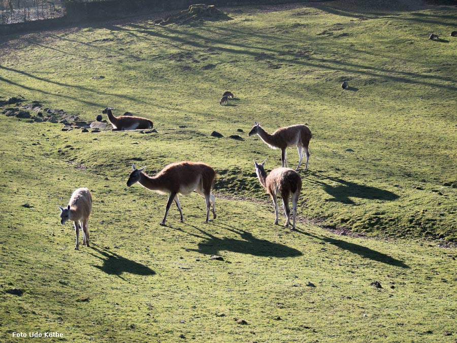 Guanakos im Zoo Wuppertal im März 2014 (Foto Udo Küthe)