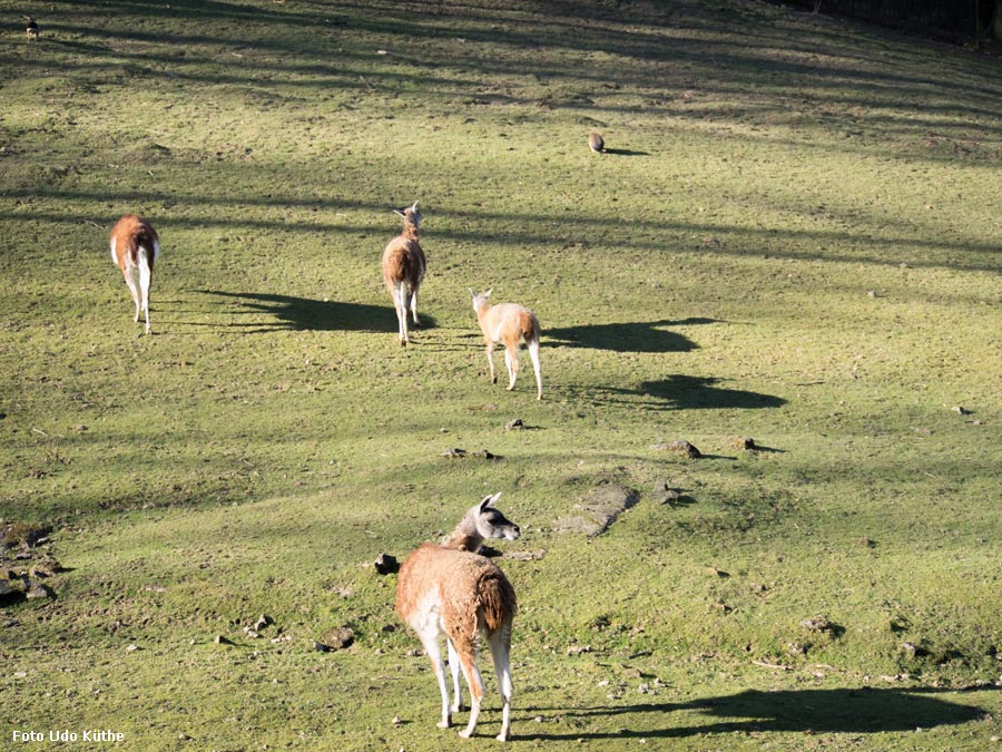 Guanakos im Wuppertaler Zoo im März 2014 (Foto Udo Küthe)