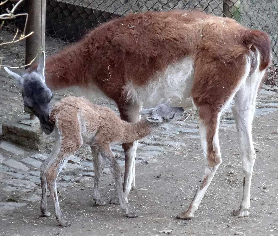 Guanako-Jungtier am Tag der Geburt im Wuppertaler Zoo am 16. März 2015