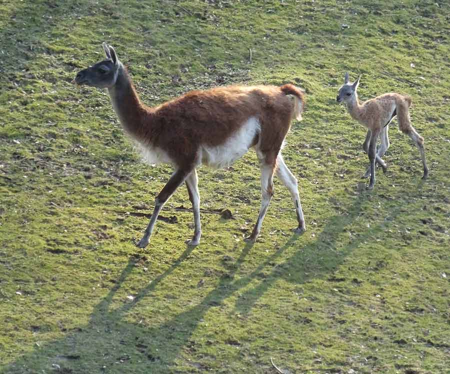 Guanako-Jungtier am Tag der Geburt im Zoologischen Garten Wuppertal am 16. März 2015