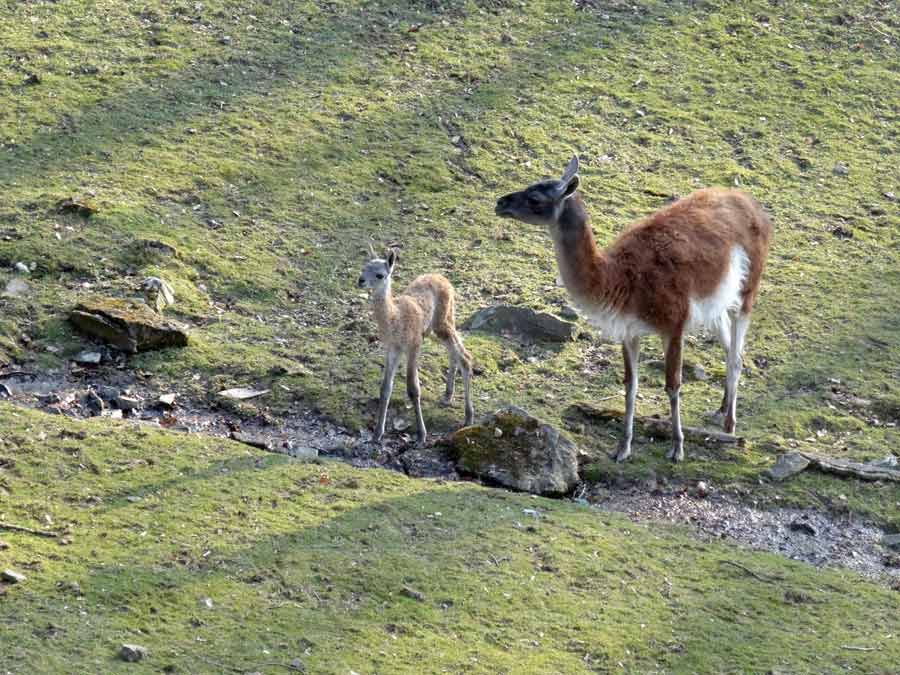 Guanako-Jungtier am Tag der Geburt im Wuppertaler Zoo am 16. März 2015