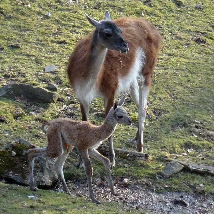 Guanakos im Wuppertaler Zoo im März 2015