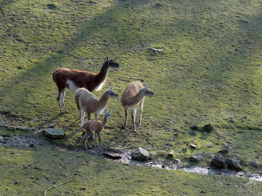 Guanako-Jungtier am Tag der Geburt im Zoo Wuppertal am 16. März 2015