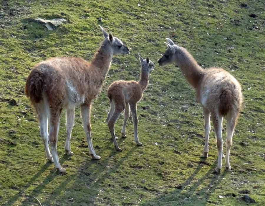 Guanako-Jungtier am Tag der Geburt im Zoologischen Garten Wuppertal am 16. März 2015