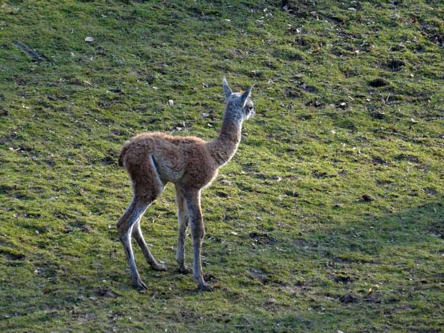 Guanako-Jungtier am Tag der Geburt im Zoologischen Garten Wuppertal am 16. März 2015