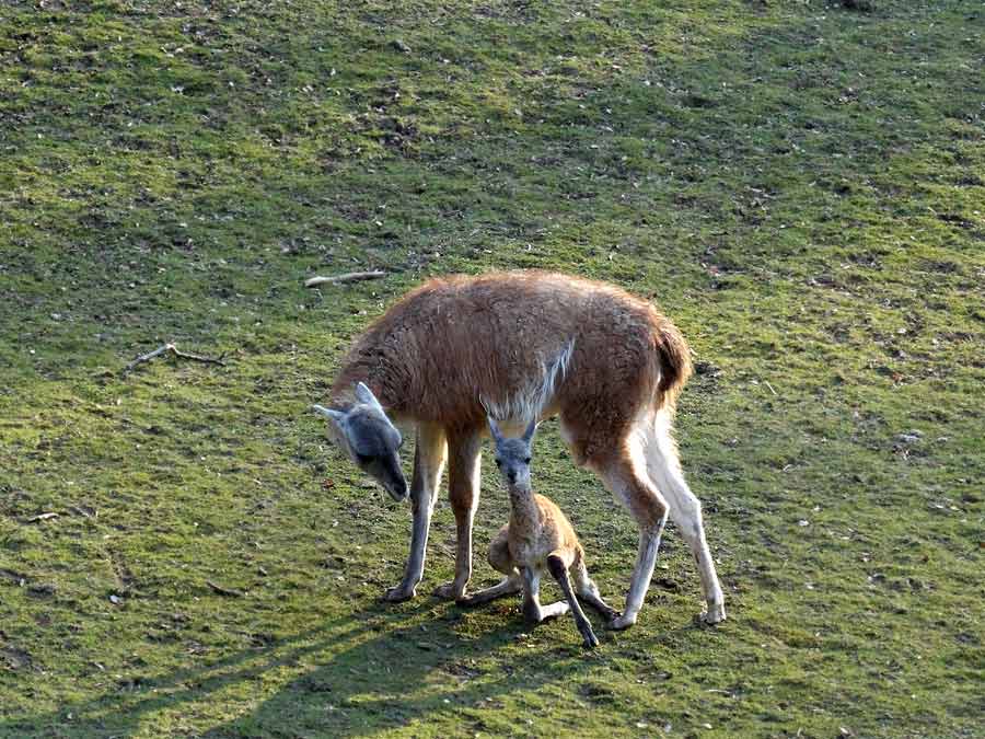 Guanako-Jungtier am Tag der Geburt im Zoo Wuppertal am 16. März 2015